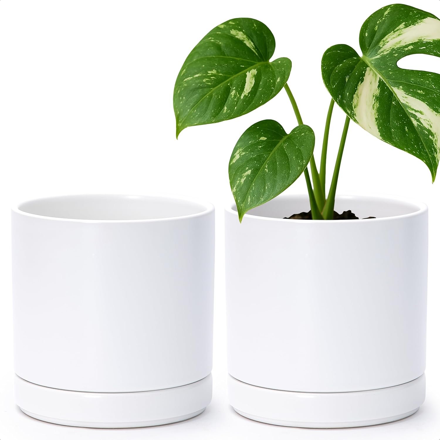 D’vine Dev 2-Pack Ceramic Pots with Saucers, White, 6.5 in, 94-V-C-1